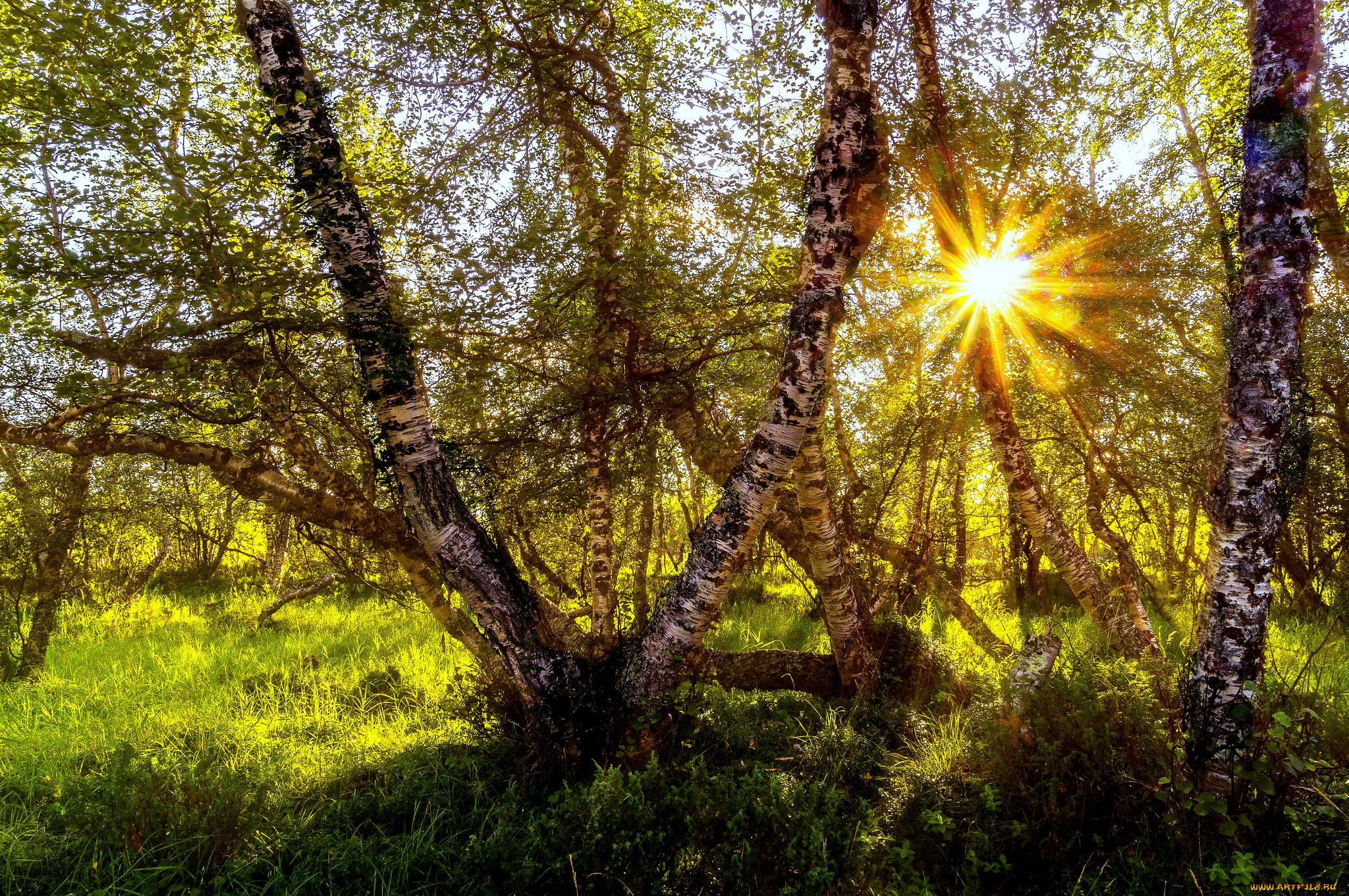 Солнышко березки. Природа солнце. Летний лес. Утро в лесу.